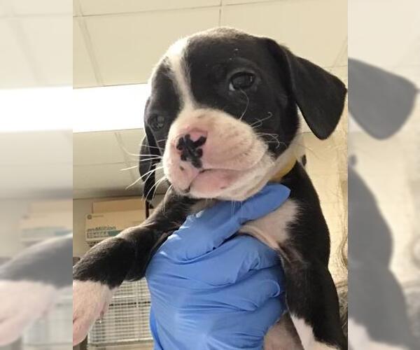 Medium Photo #1 Mutt Puppy For Sale in Conroe, TX, USA