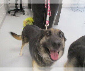 Siberian Husky Dogs for adoption in Ocala, FL, USA