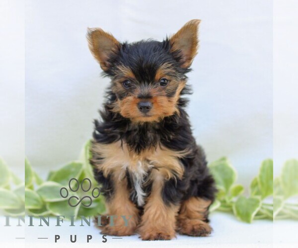 Medium Photo #2 Yorkshire Terrier Puppy For Sale in REINHOLDS, PA, USA