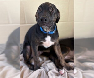 Labrador Retriever-Unknown Mix Dogs for adoption in Brewster, MA, USA