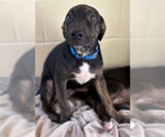 Small Labrador Retriever Mix