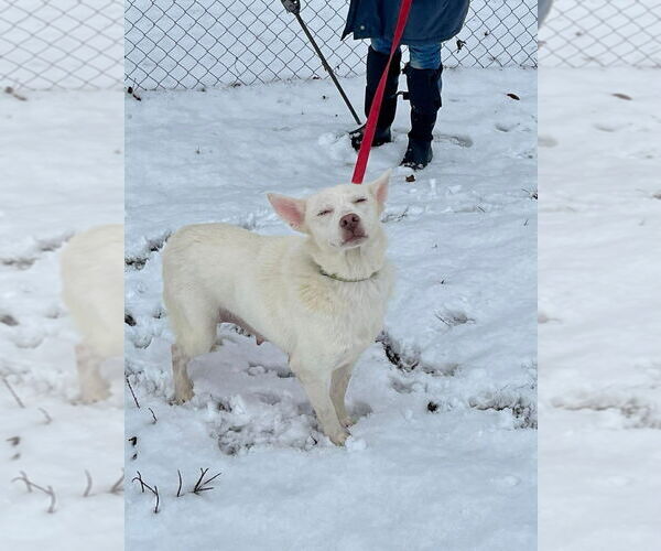 Medium Photo #3 Siberian Husky Puppy For Sale in Osgood, IN, USA
