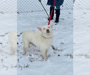 Bunny - Female Siberian Husky Dog for Adoption - Photo #3