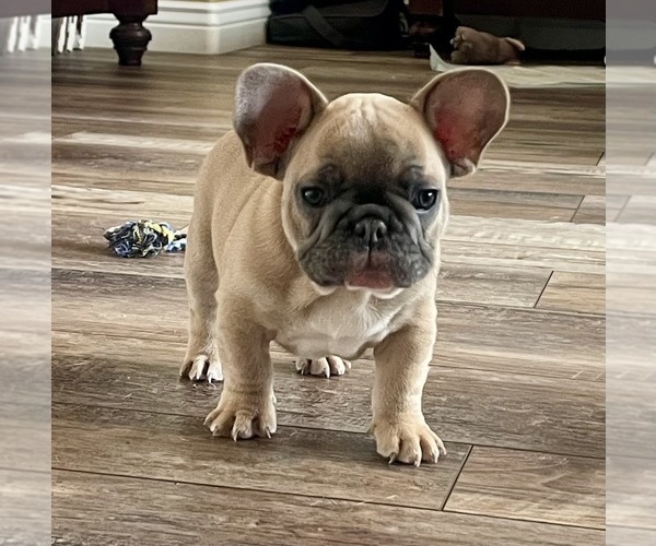 Medium Photo #10 French Bulldog Puppy For Sale in PERRIS, CA, USA