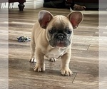 Small #9 French Bulldog