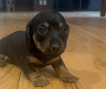 Puppy Puppy 3 Dachshund