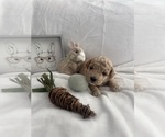 Puppy Cupcake Goldendoodle (Miniature)