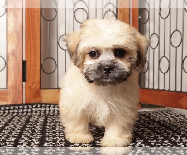 Medium Photo #1 Shorkie Tzu Puppy For Sale in NAPLES, FL, USA