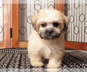 Shorkie Tzu Litter for sale in NAPLES, FL, USA