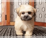 Image preview for Ad Listing. Nickname: Litter of 2