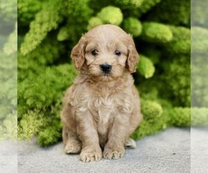 Cavapoo Puppy for sale in PARADISE, PA, USA