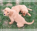 Small #3 Golden Retriever