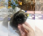 Small #3 Shih Tzu