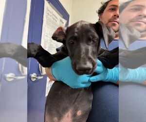 Doberman Pinscher Dogs for adoption in Bakersfield, CA, USA