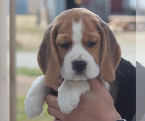 Beagle Puppy for sale in MORRILL, KS, USA