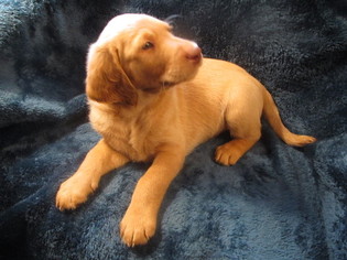 Labradoodle Puppy for sale in ETNA GREEN, IN, USA