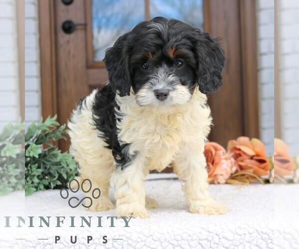 Medium Photo #2 Cavapoo (Miniature) Puppy For Sale in NARVON, PA, USA