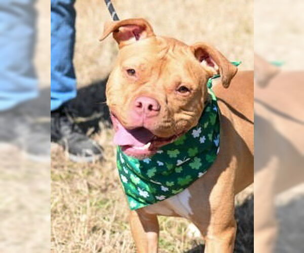 Medium Photo #9 Mutt Puppy For Sale in Glen Allen, VA, USA