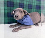 Small Catahoula Leopard Dog Mix