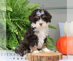 Bernedoodle (Miniature) Puppy for sale in NARVON, PA, USA