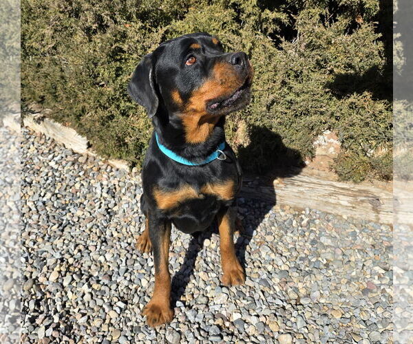 Medium Photo #2 Rottweiler Puppy For Sale in Albuquerque, NM, USA