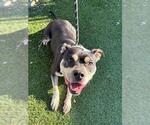 DEJA - Female American Bulldog Dog for Adoption - Small photo