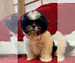 Small Photo #1 Shih Tzu Puppy For Sale in OCKLAWAHA, FL, USA