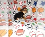 Small #16 Poodle (Toy)