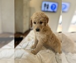 Puppy Honey Goldendoodle