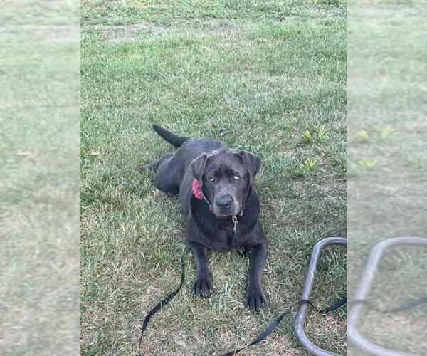Medium Photo #2 Labrador Retriever Puppy For Sale in Monterey, VA, USA