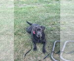Small #1 Labrador Retriever
