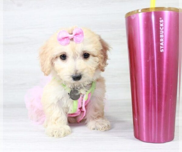 Medium Photo #14 Maltipoo Puppy For Sale in LAS VEGAS, NV, USA