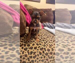 Manchester Terrier (Standard)-Yorkshire Terrier Mix Puppy for Sale in CLINTON, Iowa USA