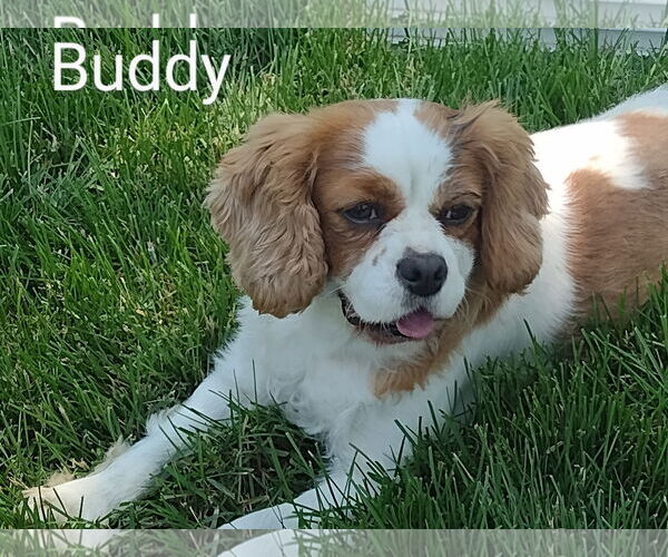 Medium Photo #1 Cavalier King Charles Spaniel Puppy For Sale in Sioux Falls, SD, USA