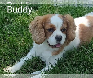 Cavalier King Charles Spaniel Dogs for adoption in Sioux Falls, SD, USA