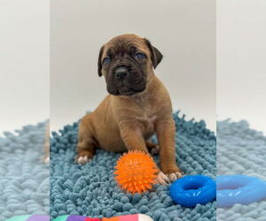 Mutt Dogs for adoption in Brooklyn, NY, USA