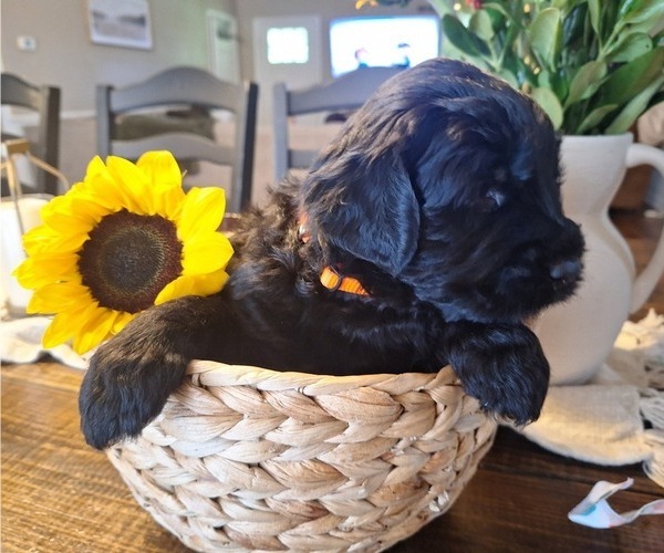 Medium Photo #5 Goldendoodle Puppy For Sale in LOUISA, VA, USA