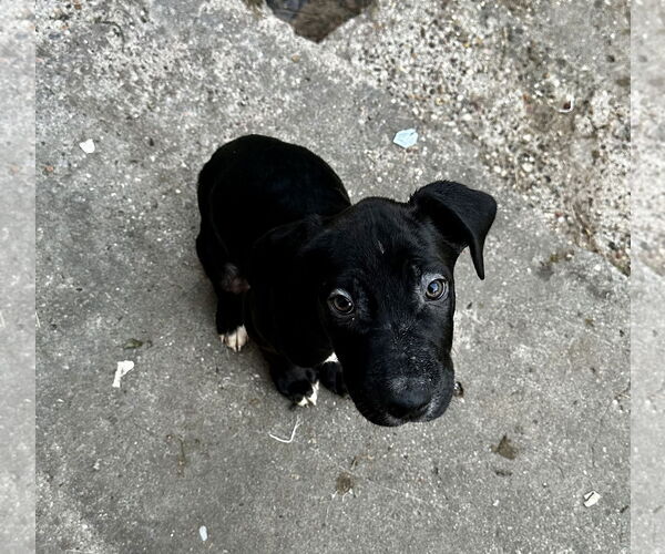 Medium Photo #1 Labrador Retriever-Unknown Mix Puppy For Sale in The Woodlands, TX, USA