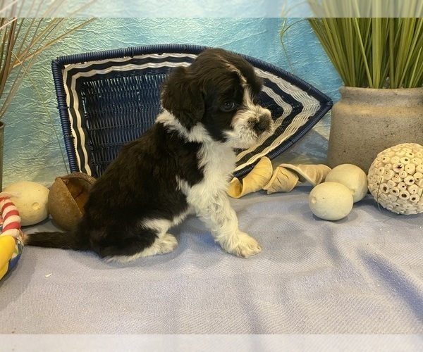 Medium Photo #4 Portuguese Water Dog Puppy For Sale in FRANKLIN, TN, USA