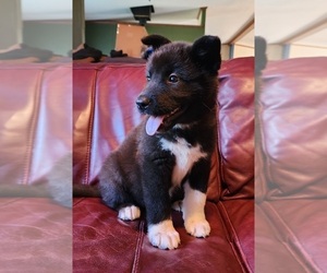 Akita Puppy for sale in NORTH LEWISBURG, OH, USA
