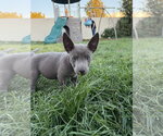 Chuckie Finster - Male Labrador Retriever-Unknown Mix Dog for Adoption - Small photo