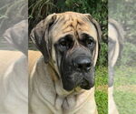 Small #1 Mastiff