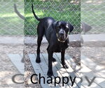 Small Great Dane-Labrador Retriever Mix