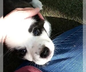 Cardigan Welsh Corgi Puppy for sale in DEFUNIAK SPGS, FL, USA