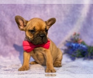 French Bulldog Puppy for sale in LANCASTER, PA, USA