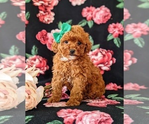 Poodle (Miniature) Puppy for sale in NEW PROVIDENCE, PA, USA