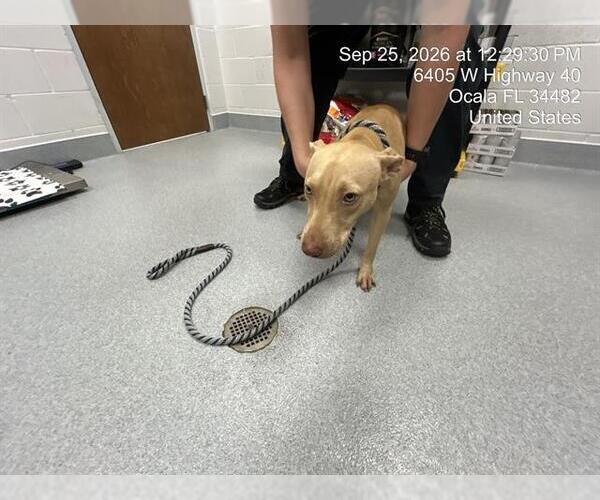 Medium Photo #1 American Pit Bull Terrier-Unknown Mix Puppy For Sale in Ocala, FL, USA