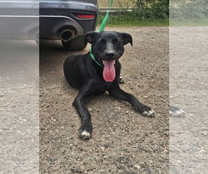 Labrador Retriever-Unknown Mix Dogs for adoption in Las Vegas, NM, USA