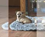 Small #1 Chihuahua Mix