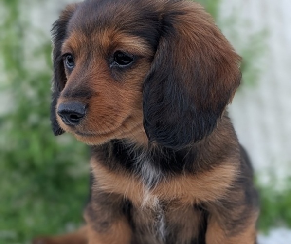 Medium Photo #3 Dachshund Puppy For Sale in GOSHEN, IN, USA